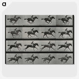 1-1_Eadweard-Muybridge_picture-crop