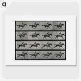 1-1_Eadweard-Muybridge_picture