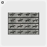 アートポストカード-Galloping Horse and Rider
 - エドワード マイブリッジ Postcard.