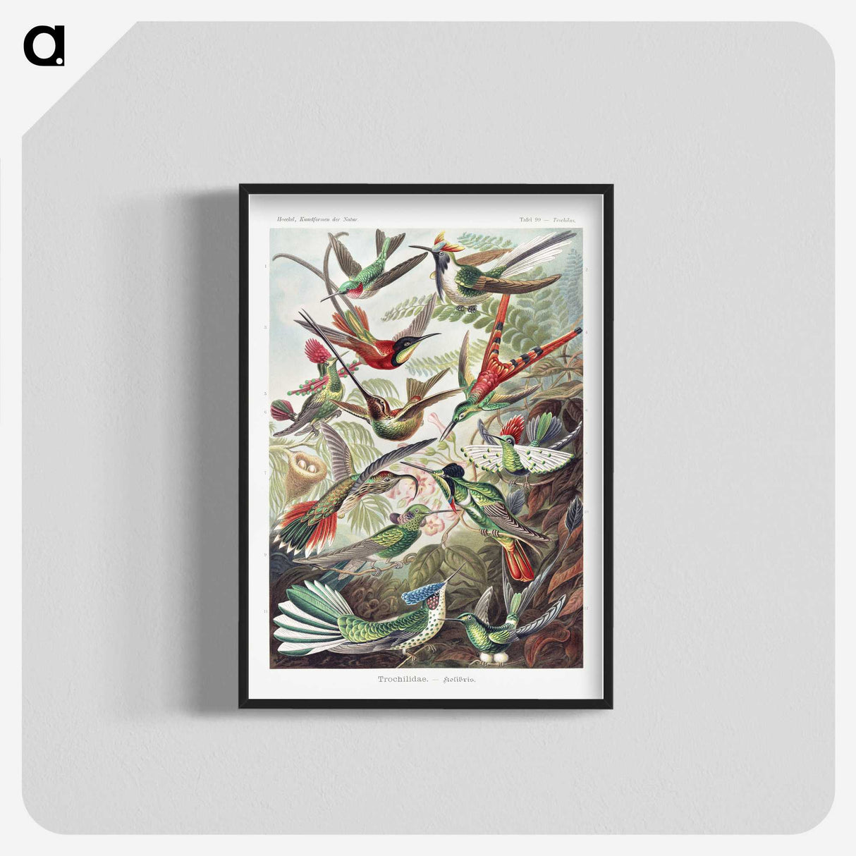 1-1_Ernst-Haeckel_blk-crop