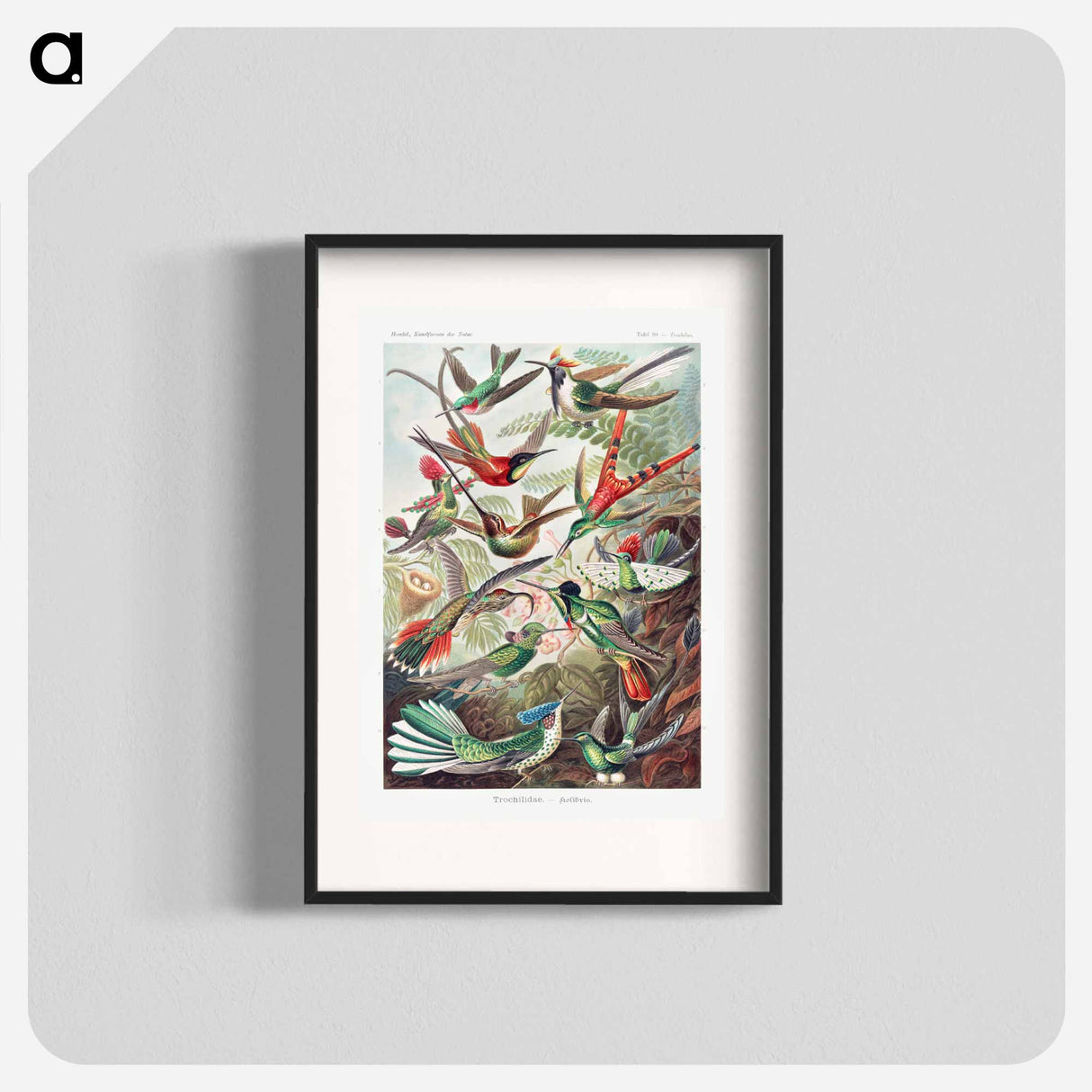 Trochilidae–Kolibris - エルンスト ヘッケル Poster.