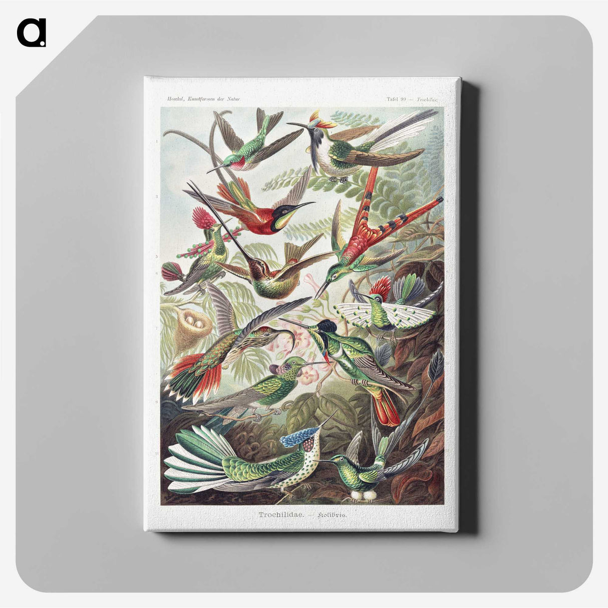 1-1_Ernst-Haeckel_canvas