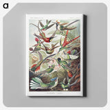 1-1_Ernst-Haeckel_canvas