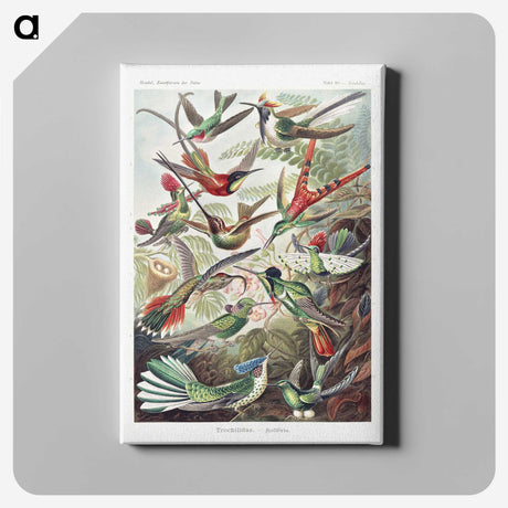 1-1_Ernst-Haeckel_canvas