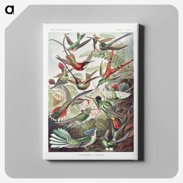 1-1_Ernst-Haeckel_canvas