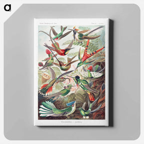 アートパネル-Trochilidae–Kolibris - エルンスト ヘッケル Canvas.