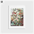 アートポストカード-Trochilidae–Kolibris - エルンスト ヘッケル Postcard.