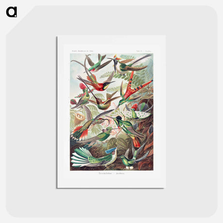 アートポストカード-Trochilidae–Kolibris - エルンスト ヘッケル Postcard.