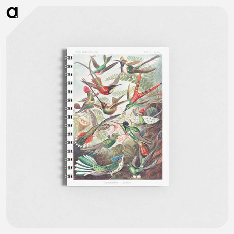 アートメモ帳-Trochilidae–Kolibris - エルンスト ヘッケル Memo.