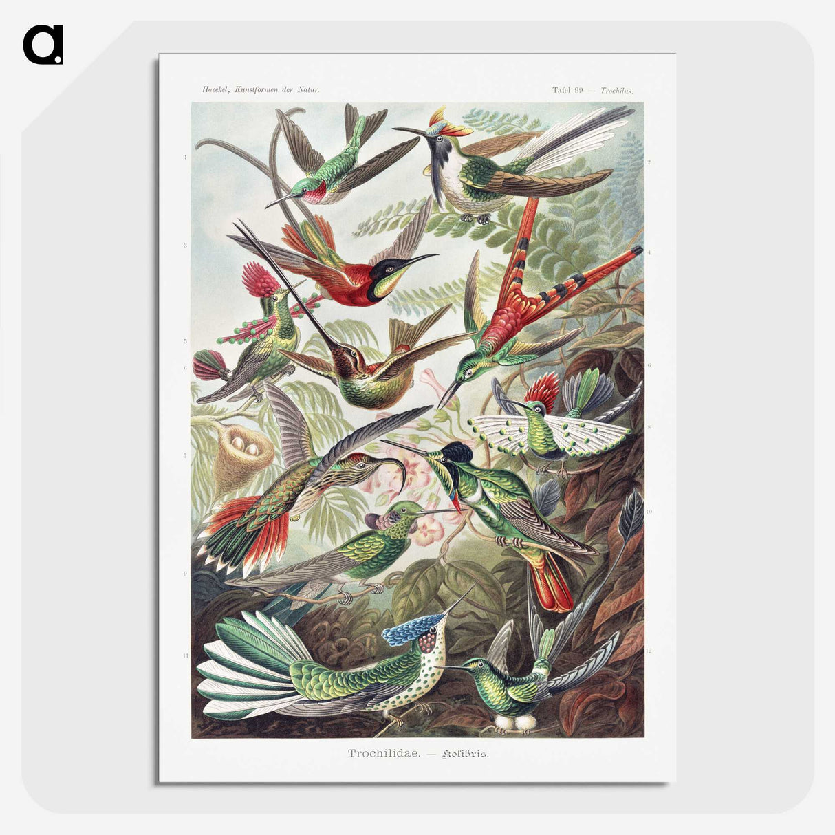 1-1_Ernst-Haeckel_picture-crop
