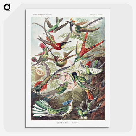 1-1_Ernst-Haeckel_picture-crop