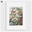 1-1_Ernst-Haeckel_picture
