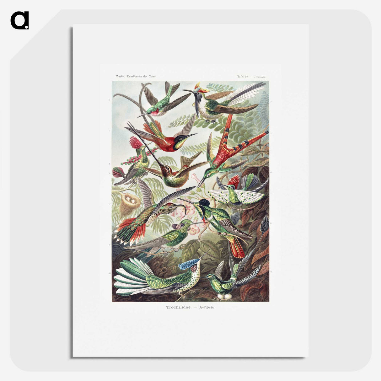 1-1_Ernst-Haeckel_picture
