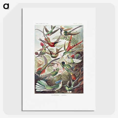 1-1_Ernst-Haeckel_picture