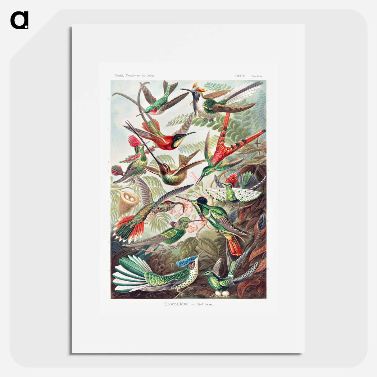Trochilidae–Kolibris - エルンスト ヘッケル Poster.