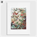 Trochilidae–Kolibris - エルンスト ヘッケル Poster.