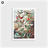 アートポストカード-Trochilidae–Kolibris - エルンスト ヘッケル Postcard.