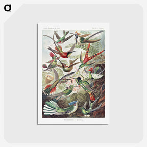 1-1_Ernst-Haeckel_postcard