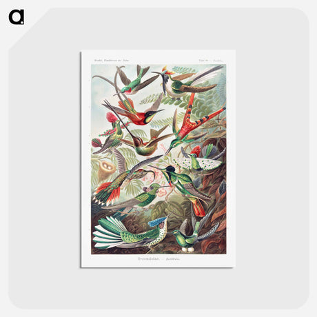 アートポストカード-Trochilidae–Kolibris - エルンスト ヘッケル Postcard.
