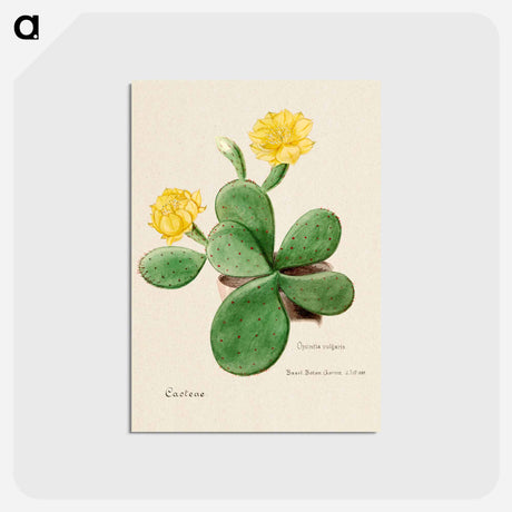 アートポストカード-Eastern Prickly Pear
 - サボテン科 Postcard.