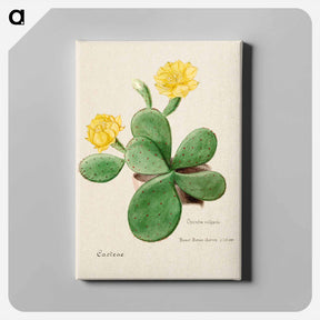 アートパネル-Eastern Prickly Pear
 - サボテン科 Canvas.