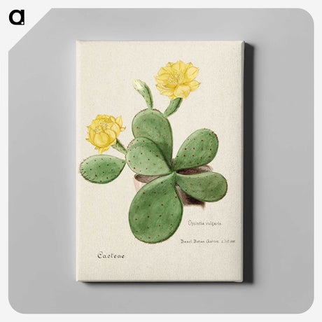 1-1_Familie-der-Cacteen_canvas
