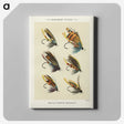 1-1_Favorite-Flies-and-Their-History_canvas