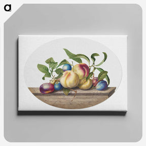 1-1_Georg-Dionysius-Ehret_canvas