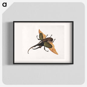 アートポスター-Hercules Beetle
 - ジョージ エドワーズ Poster.