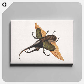 アートパネル-Hercules Beetle
 - ジョージ エドワーズ Canvas.