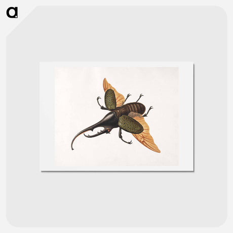 アートポストカード-Hercules Beetle
 - ジョージ エドワーズ Postcard.