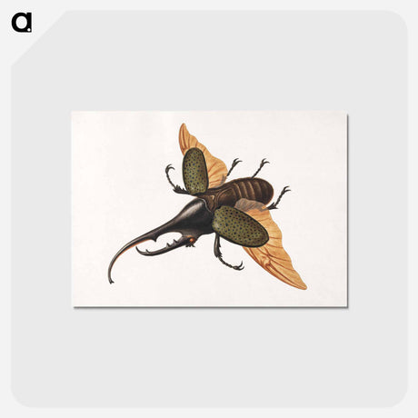 アートポストカード-Hercules Beetle
 - ジョージ エドワーズ Postcard.