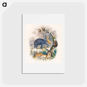 アートポストカード-A History of the Earth and Animated Nature
 - ゴールドスミスの生き生きとした自然 Postcard.