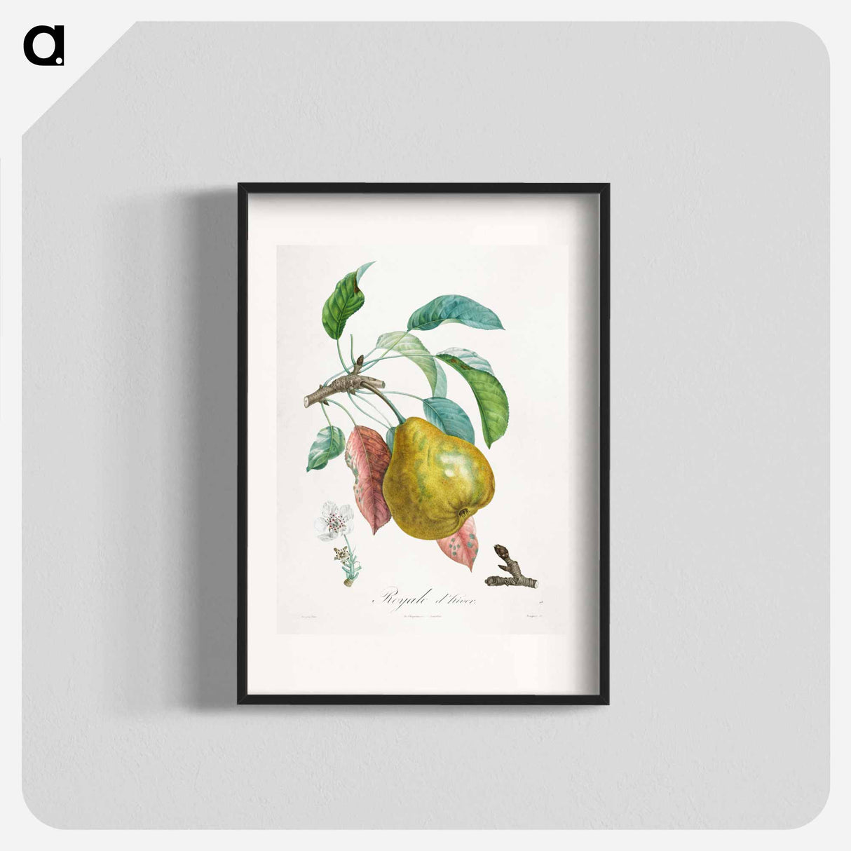 Traité des arbres fruitiers: Royal d'hiver - アンリ ルイ デュアメル デュ モンソー Poster.