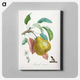 Traité des arbres fruitiers: Royal d'hiver - アンリ ルイ デュアメル デュ モンソー Canvas.