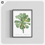 1-1_Histoire-des-Plantes-Grasses_blk-crop