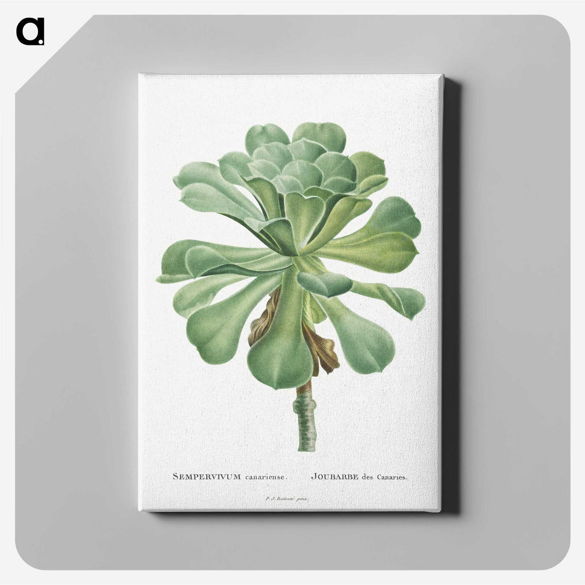 1-1_Histoire-des-Plantes-Grasses_canvas