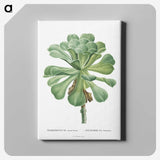 1-1_Histoire-des-Plantes-Grasses_canvas