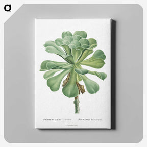 1-1_Histoire-des-Plantes-Grasses_canvas