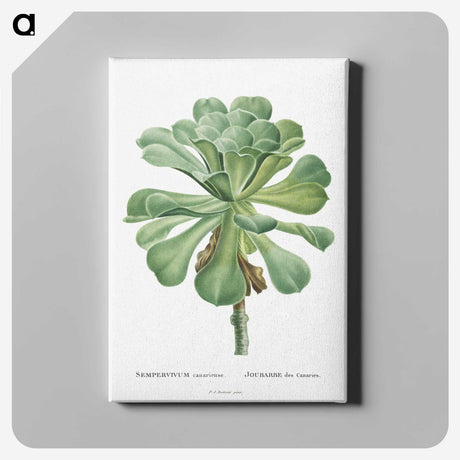 1-1_Histoire-des-Plantes-Grasses_canvas