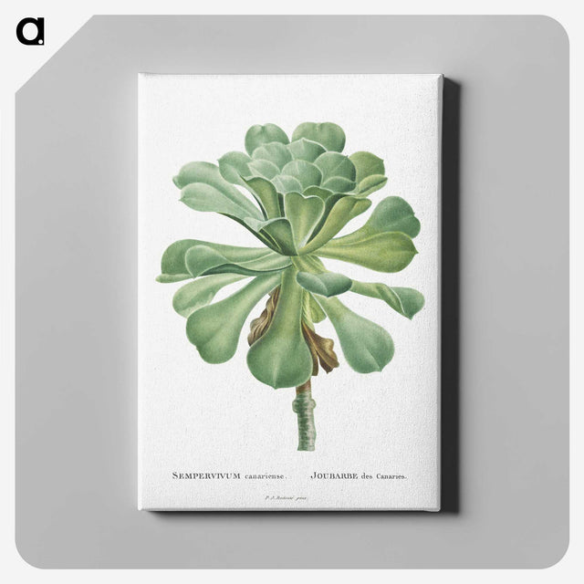 1-1_Histoire-des-Plantes-Grasses_canvas