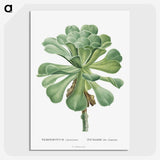1-1_Histoire-des-Plantes-Grasses_picture-crop