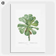 1-1_Histoire-des-Plantes-Grasses_picture