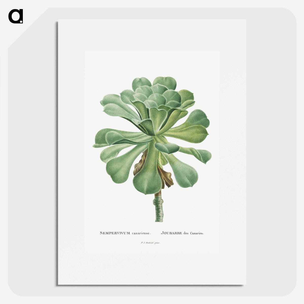 1-1_Histoire-des-Plantes-Grasses_picture