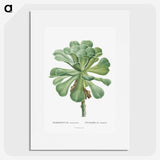 1-1_Histoire-des-Plantes-Grasses_picture