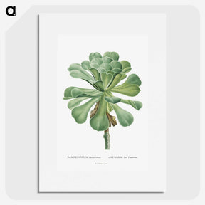 1-1_Histoire-des-Plantes-Grasses_picture