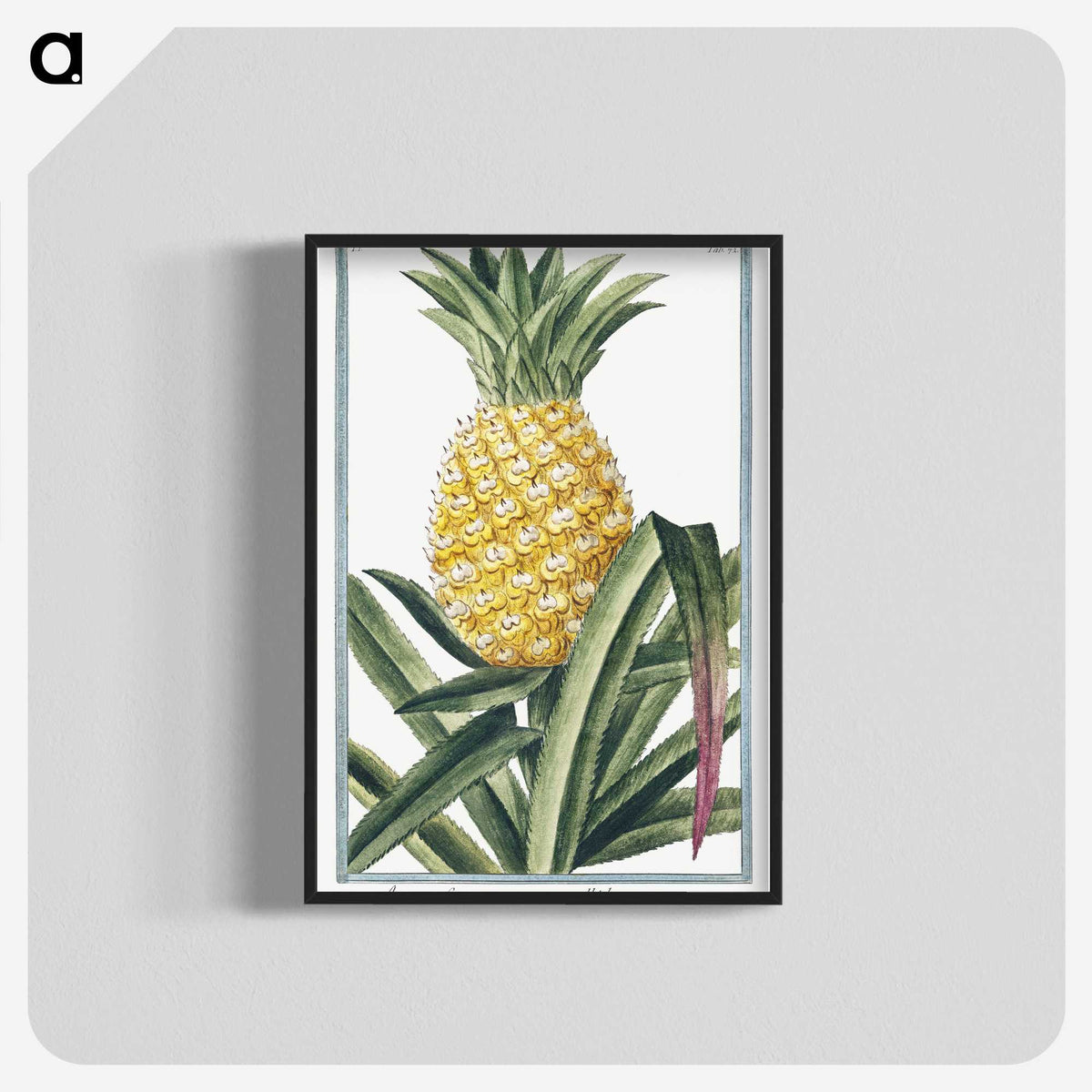 1-1_Hortus-Romanus-Botanical-Plates_blk-crop