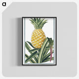 1-1_Hortus-Romanus-Botanical-Plates_blk-crop