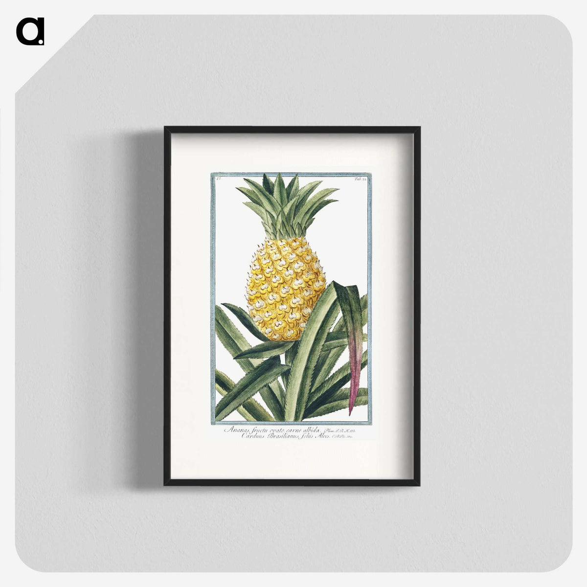 1-1_Hortus-Romanus-Botanical-Plates_blk