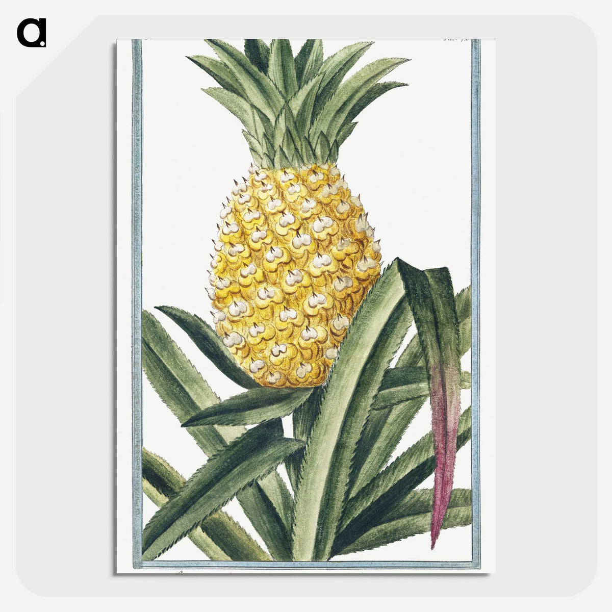 1-1_Hortus-Romanus-Botanical-Plates_picture-crop